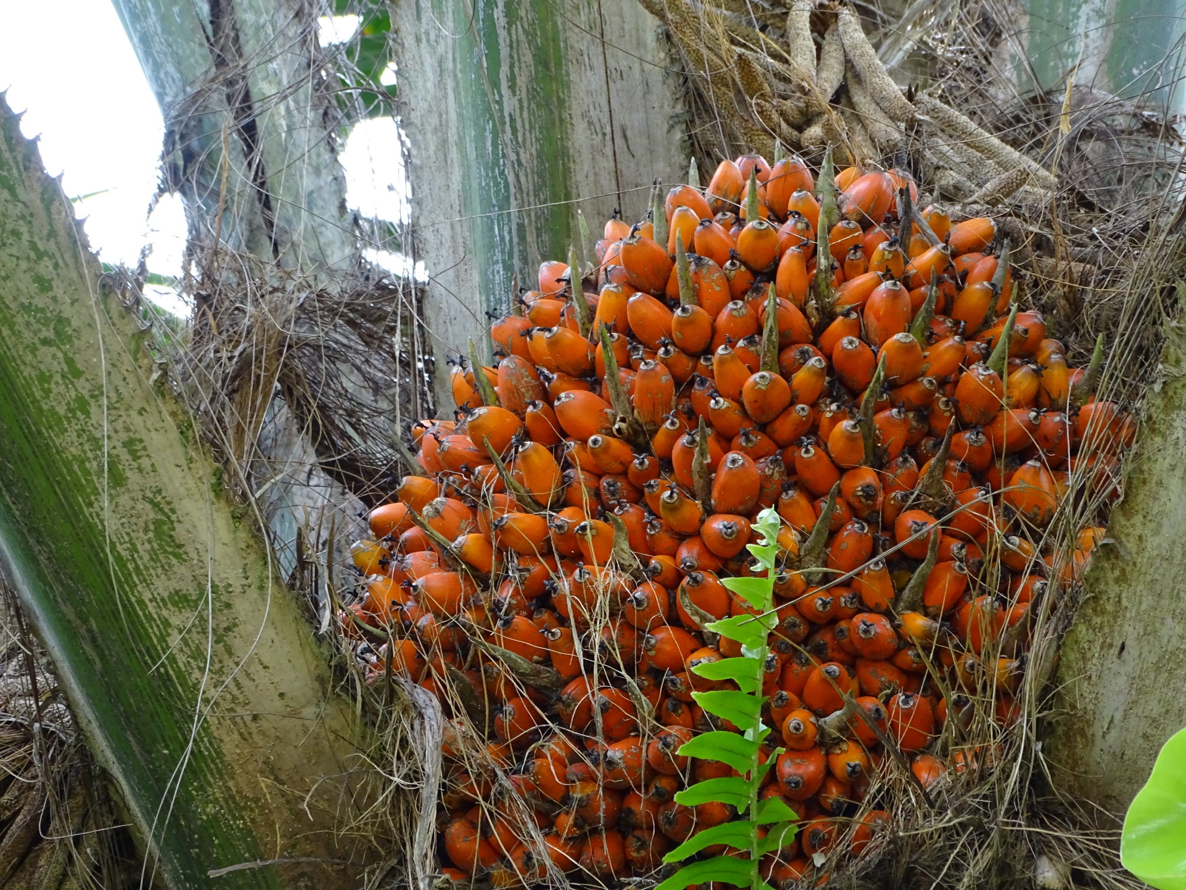 OxG hybrid palm fruit cluster on the tree