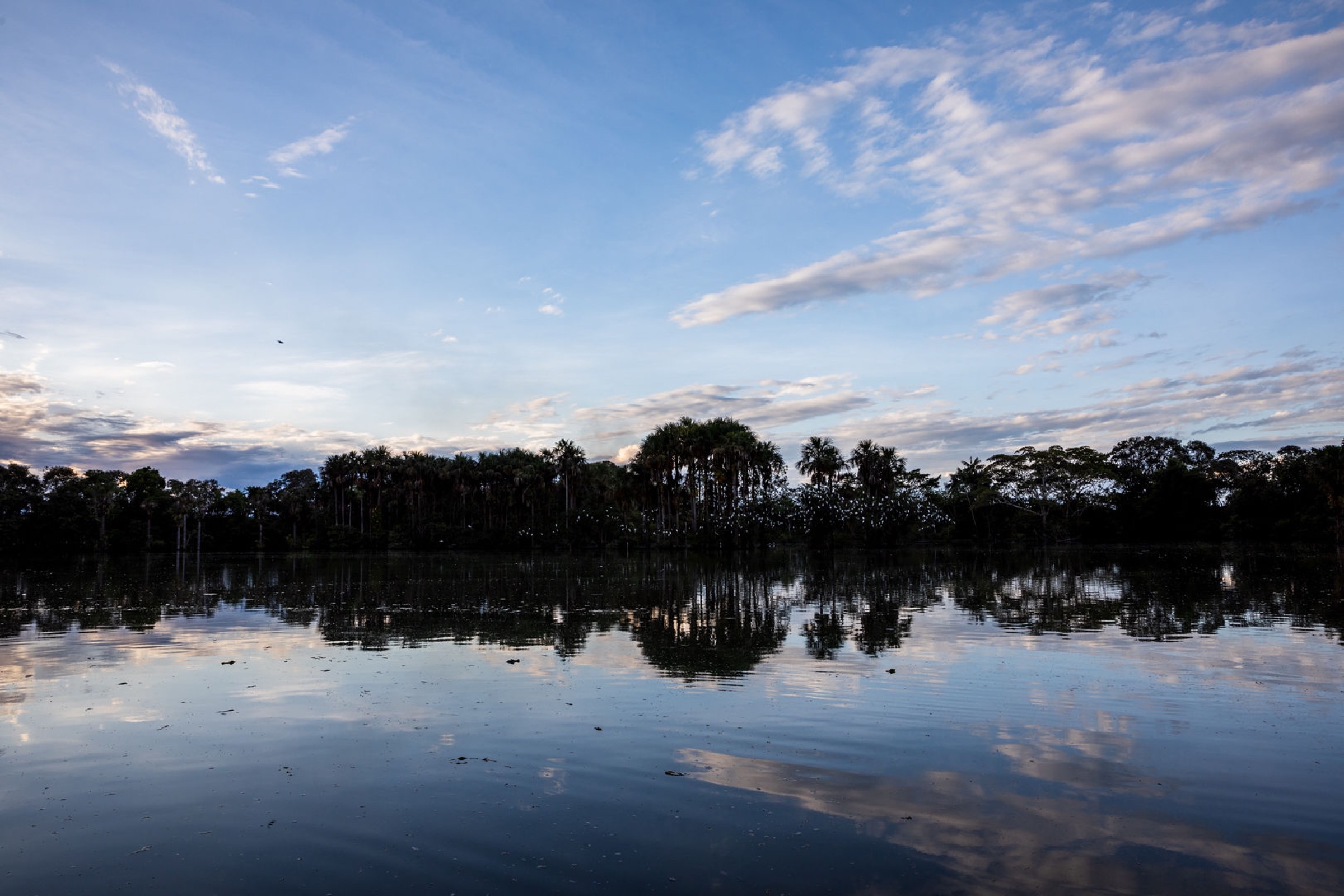 Llanos Orientales palm grove at sunset